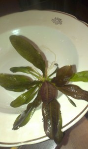 Echinodorus Aflame.jpg