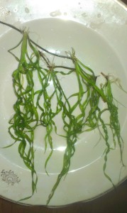 Echinodorus Vesuvius.jpg