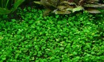 Marsilea quadrifolia.jpg
