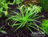 copy_123_copy_798_copy_756_Eriocaulon-Goias-Itaberai-logo.jpg