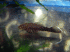 copy_237_copy_954_IMG_2632.gif