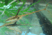 copy_397_copy_426_copy_176_copy_598_copy_753_copy_80_copy_878_copy_293_copy_286_IMG_2553.gif