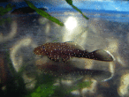copy_627_copy_662_copy_621_copy_987_copy_813_copy_237_copy_954_IMG_2632.gif
