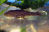 copy_752_copy_884_IMG_2624.gif