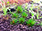 copy_938_copy_696_copy_658_Eriocaulon-Australia-Red.jpg