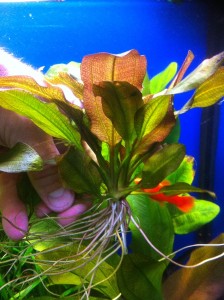 мерседес 2.JPG