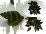 хеленки.jpg