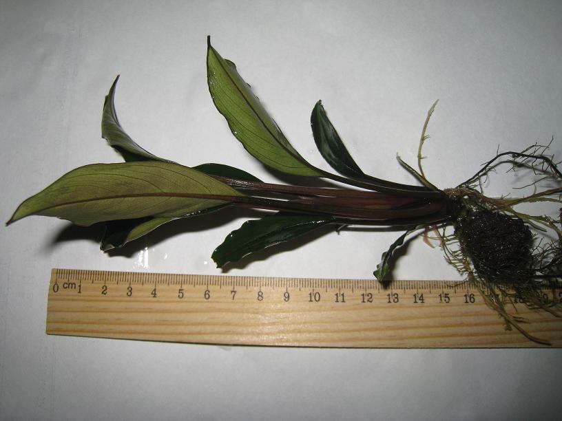 Аукцион aquaforum » Редчайшая! Bucephalandra sp. motleyana