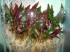 Cryptocoryne-affinis.jpg