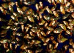 DSC07015.JPG