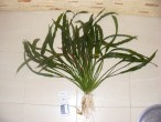 DSCF0698.JPG
