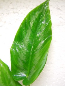 DSCN4005.JPG