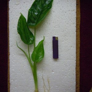 DSCN4006.JPG