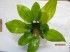 Echinodorus Harbich Rot_4704.JPG