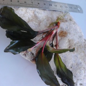 IMG5170.jpg