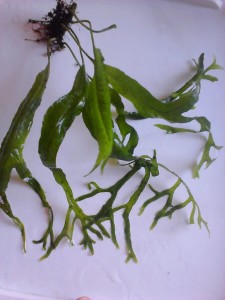 IMG5237.jpg