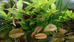 Nymphaea dwarf.png