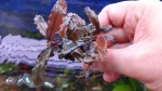 copper leaf.jpg