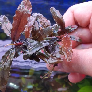 copper leaf.jpg