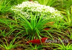 copy_381_copy_344_copy_568_copy_668_copy_669_copy_162_Eriocaulon-sp.-Australia1.jpg