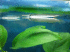 copy_446_IMG_2683.gif