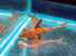 copy_614_IMG_2404-1.gif