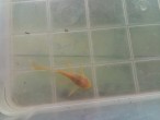copy_61_copy_206_copy_605_copy_450_albino-long.jpg