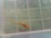 copy_61_copy_206_copy_605_copy_450_albino-long.jpg