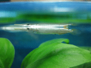 copy_837_IMG_26851.gif