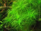 eriocaulon-setaceum.jpg