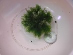 fissidens fontanus.JPG