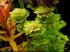 limnophila_sessiliflora.jpg