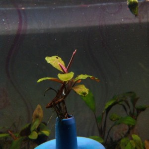 57 Bucephalandra sp. Theia Purple.jpg