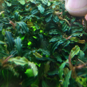 Bucephalandra sp. Krivbass, Ulu Kapuas.jpg