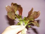 DSCF0725.JPG
