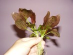 DSCF0726.JPG