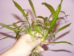 DSCF0727.JPG