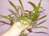 DSCF0727.JPG