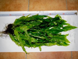 DSCF2671.jpg