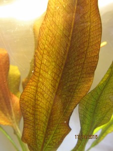 Echinodorus Spidernet4863.JPG