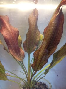 Echinodorus Spidernet4873.jpg