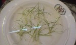 Echinodorus-tenellus-1024x612.jpg