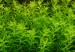Hemianthus-micranthemoides.jpg