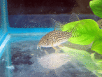 IMG_2412 (1).gif