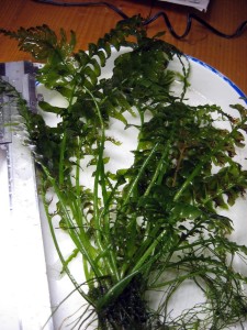 IMG_7752.jpg
