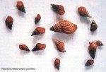 Melanoides_granifera.jpg