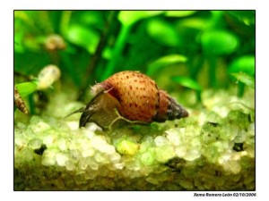 Melanoides_granifera_2.jpg