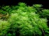 Myriophyllummattogrossensegreen.jpg