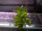 Penthorum-2.JPG