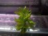 Penthorum-2.JPG